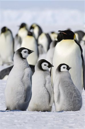 simsearch:6118-07353803,k - A group of emperor penguins standing on the ice on Snow Hill Island. Stock Photo - Premium Royalty-Free, Code: 6118-07353819