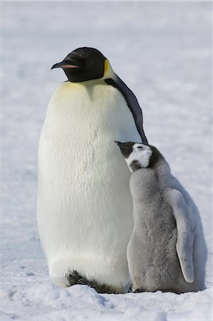 simsearch:6118-07353803,k - Two Emperor penguins, an adult bird and a chick, side by side, on the ice. Stock Photo - Premium Royalty-Free, Code: 6118-07353820