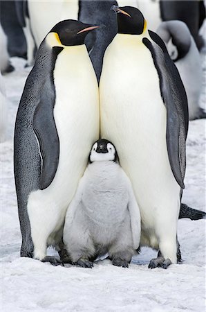 simsearch:6118-07353803,k - Two adult Emperor penguins and a baby chick nestling between them. Stock Photo - Premium Royalty-Free, Code: 6118-07353822