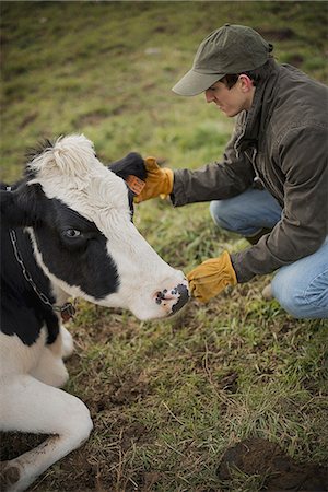 farm animals usa - A small organic dairy farm with a mixed herd of cows and goats.  Farmer working and tending to the animals. Stock Photo - Premium Royalty-Free, Code: 6118-07353927