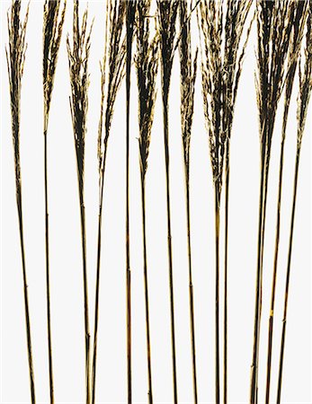 simsearch:6118-07354031,k - Detail of ornamental grasses on white background Stock Photo - Premium Royalty-Free, Code: 6118-07354018