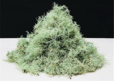 simsearch:6118-07354031,k - Pile of Methuselah's Beard lichen (Usnea longissma) Stock Photo - Premium Royalty-Free, Code: 6118-07354023