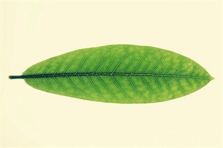 simsearch:6118-07354031,k - Close up of green Rhododendron leaf Stock Photo - Premium Royalty-Free, Code: 6118-07354028