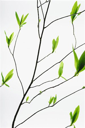 A branch with a pattern of slender twigs leading off the central branch, with green shoots and leaves emerging. Growth. Stock Photo - Premium Royalty-Free, Code: 6118-07354105