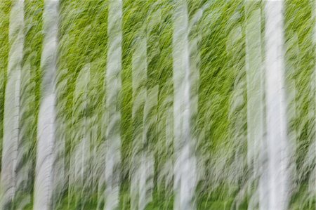 simsearch:6118-07354031,k - Rows of commercially grown poplar trees on a tree farm, near Pendleton, Oregon. White bark and green leaves. Stock Photo - Premium Royalty-Free, Code: 6118-07354263