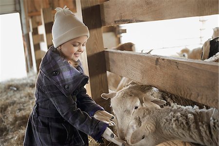 simsearch:6118-07354442,k - A child in the animal shed letting the sheep feed from her hand. Stock Photo - Premium Royalty-Free, Code: 6118-07354206