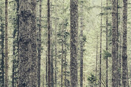 rainforest tree - A dense forest of green, moss covered trees of old growth cedar, fir and hemlock in a national forest in Washington, USA Stock Photo - Premium Royalty-Free, Code: 6118-07354214