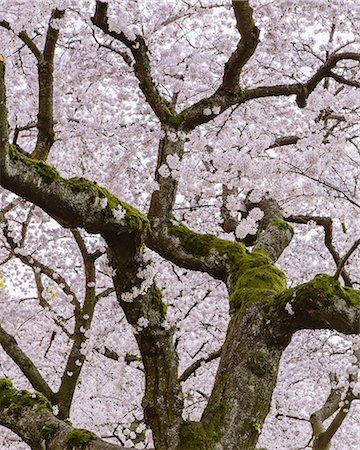 simsearch:649-06432787,k - Frothy pink cherry blossom on cherry trees in spring in Washington state, USA Stock Photo - Premium Royalty-Free, Code: 6118-07354215