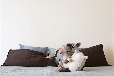 playing with toys - A Weimaraner puppy playing on a bed with stuffed toy in its mouth Stock Photo - Premium Royalty-Free, Code: 6118-07354372