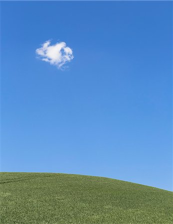 A delicate small cloud high in the sky over field of lush, green wheat, near Pullman. Stock Photo - Premium Royalty-Free, Code: 6118-07354617