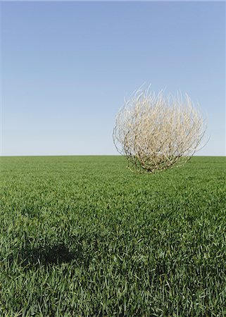 Sagebrush, tumbleweed blowing across a field of growing wheat crop in the farmland around Pullman, Washington, USA Stock Photo - Premium Royalty-Free, Code: 6118-07354621