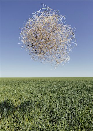 Sagebrush, tumbleweed blowing across a field of growing wheat crop in the farmland around Pullman, Washington, USA Stock Photo - Premium Royalty-Free, Code: 6118-07354624