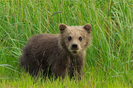 Brown bear cub, Lake Clark National Park, Alaska, USA Photographie de stock - Premium Libres de Droits, Code: 6118-07440067