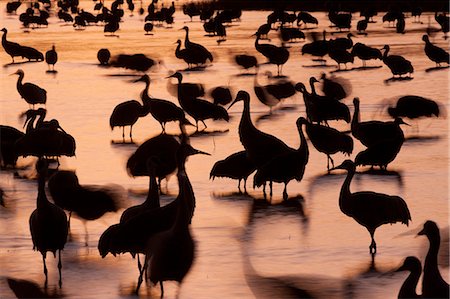 flock - Sandhill cranes, Grus canadensis, Bosque del Apache National Wildlife Refuge, New Mexico, USA Stock Photo - Premium Royalty-Free, Code: 6118-07440093