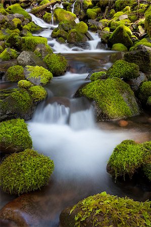 simsearch:6118-07440901,k - Rainforest stream, Olympic National Park, Washington Stock Photo - Premium Royalty-Free, Code: 6118-07440098