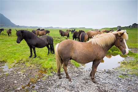 simsearch:6118-07353803,k - Icelandic horses, Iceland Stock Photo - Premium Royalty-Free, Code: 6118-07440002