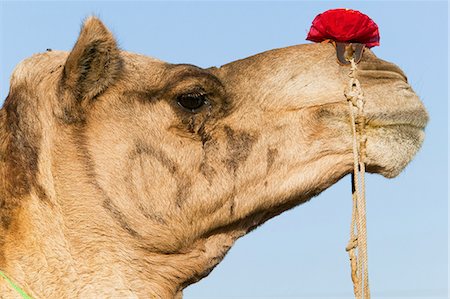 simsearch:857-03553523,k - Profile of a camel at the Pushkar Fair, Rajasthan, India Stock Photo - Premium Royalty-Free, Code: 6118-07440004