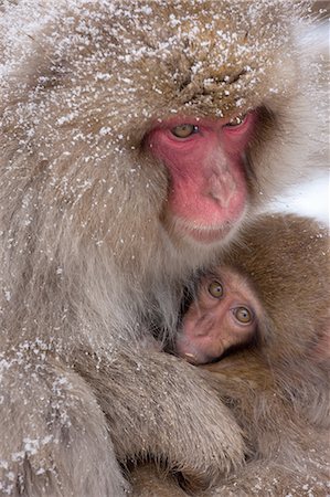 Japanese Macaques, Japanese Alps, Honshu Island, Japan Stock Photo - Premium Royalty-Free, Code: 6118-07440020