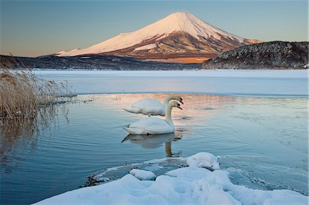 A pair of mute swans in Lake Kawaguchi disrupt the reflection of Mt. Fuji, Japan Stock Photo - Premium Royalty-Free, Code: 6118-07440029