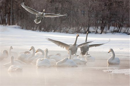 simsearch:6118-07353803,k - Cygnus cygnus, Whooper swans, on a frozen lake in Hokkaido. Stock Photo - Premium Royalty-Free, Code: 6118-07440033