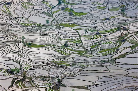 simsearch:6118-07440901,k - Terraced rice fields, Yuanyang, China Stock Photo - Premium Royalty-Free, Code: 6118-07440141