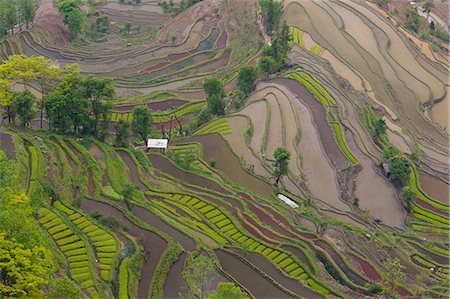 simsearch:6118-07440901,k - Terraced rice fields, Yuanyang, China Stock Photo - Premium Royalty-Free, Code: 6118-07440142