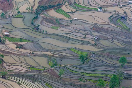 simsearch:6118-07440901,k - Terraced rice fields, Yuanyang, China Stock Photo - Premium Royalty-Free, Code: 6118-07440144