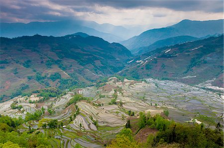 Terraced rice fields, Yuanyang, China Stock Photo - Premium Royalty-Free, Code: 6118-07440145