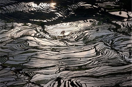 simsearch:6118-07440901,k - Terraced rice fields, Yuanyang, China Stock Photo - Premium Royalty-Free, Code: 6118-07440148