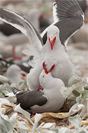 simsearch:6118-07353803,k - Dolphin gulls, Falkland Islands Stock Photo - Premium Royalty-Free, Code: 6118-07440151