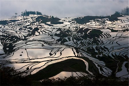 simsearch:6118-07440901,k - Terraced rice fields, Yuanyang, China Stock Photo - Premium Royalty-Free, Code: 6118-07440135