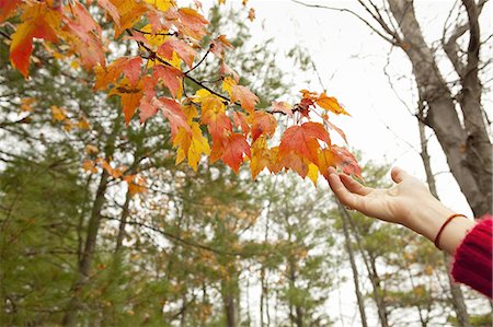 fall season people - A person reaching up to the autumn foliage on a tree branch. Stock Photo - Premium Royalty-Free, Code: 6118-07440267