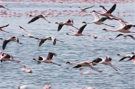 simsearch:6118-07353803,k - Lesser flamingos, Lake Narasha, Kenya Stock Photo - Premium Royalty-Free, Code: 6118-07440292