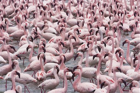 simsearch:6118-07353803,k - Lesser flamingos, Lake Narasha, Kenya Stock Photo - Premium Royalty-Free, Code: 6118-07440295