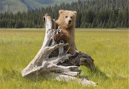 Brown bear, Lake Clark National Park, Alaska, USA Photographie de stock - Premium Libres de Droits, Code: 6118-07440313