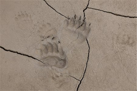 dirt - Brown bear tracks, Lake Clark National Park, Alaska, USA Photographie de stock - Premium Libres de Droits, Code: 6118-07440317