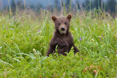 Brown bear cub, Lake Clark National Park, Alaska, USA Photographie de stock - Premium Libres de Droits, Code: 6118-07440324