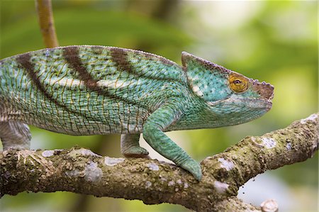 Parson's chameleon, Madagascar Stock Photo - Premium Royalty-Free, Code: 6118-07440332