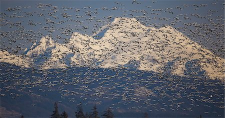 simsearch:6118-07353803,k - Flock of snow geese in flight with Mt. Baker behind, Skagit Valley, Washington, USA Stock Photo - Premium Royalty-Free, Code: 6118-07440339