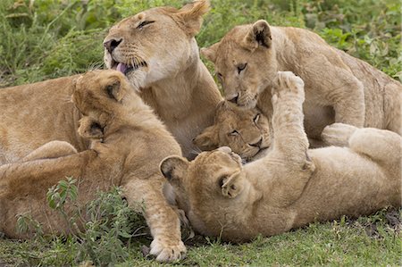 five animals - Lion and cubs playing in the Serengeti National Park, Tanzania Photographie de stock - Premium Libres de Droits, Code: 6118-07440422