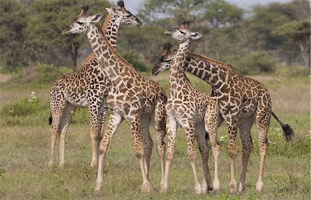 simsearch:6119-07452597,k - A small group of masai giraffe, Serengeti National Park, Tanzania Stock Photo - Premium Royalty-Free, Code: 6118-07440426