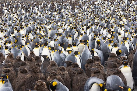 simsearch:6118-07353803,k - King Penguins, Aptenodytes patagonicus, in a  bird colony on South Georgia Island, on the Falkland islands. Stock Photo - Premium Royalty-Free, Code: 6118-07440428