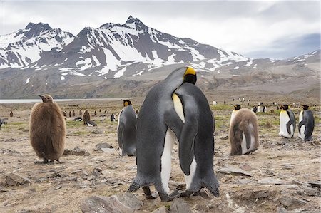 King Penguins, Aptenodytes patagonicus, in a  bird colony on South Georgia Island, on the Falkland islands. Stock Photo - Premium Royalty-Free, Code: 6118-07440429