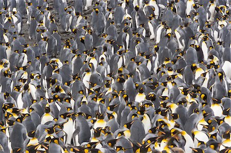 simsearch:6118-07353803,k - King Penguins, Aptenodytes patagonicus, in a  bird colony on South Georgia Island, on the Falkland islands. Stock Photo - Premium Royalty-Free, Code: 6118-07440432