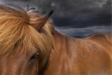 A dun coloured Icelandic horse with a thick brown mane. Stock Photo - Premium Royalty-Free, Code: 6118-07440513