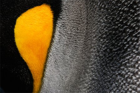 simsearch:6118-07353803,k - Close-up of a king penguin cheek, at a colony on South Georgia Island in the Falkland islands. Stock Photo - Premium Royalty-Free, Code: 6118-07440527