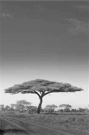 silhouette black and white - An acacia tree in Serengeti National Park, Tanzania Photographie de stock - Premium Libres de Droits, Code: 6118-07440524