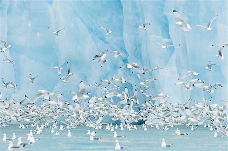 simsearch:6118-07353803,k - Black-legged Kittiwakes in front of bright blue face of glacier in Svalbard, Norway Stock Photo - Premium Royalty-Free, Code: 6118-07440611