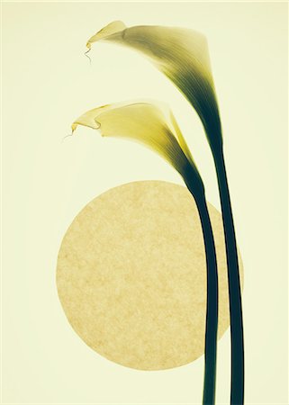 patrón (diseño) - Calla lily flowers and a circle on a cream background. Foto de stock - Sin royalties Premium, Código: 6118-07440720