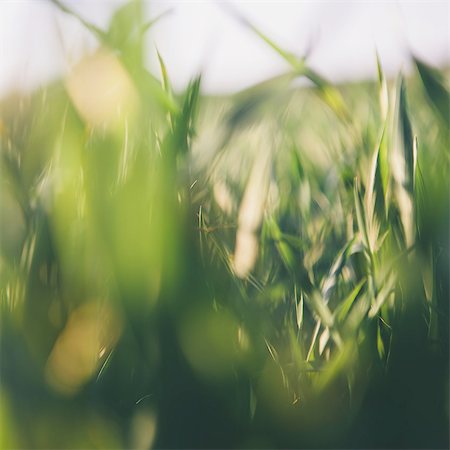 A close up view of a food crop, cultivated wheat growing in a field near Pullman, Washington, USA. Stock Photo - Premium Royalty-Free, Code: 6118-07440904